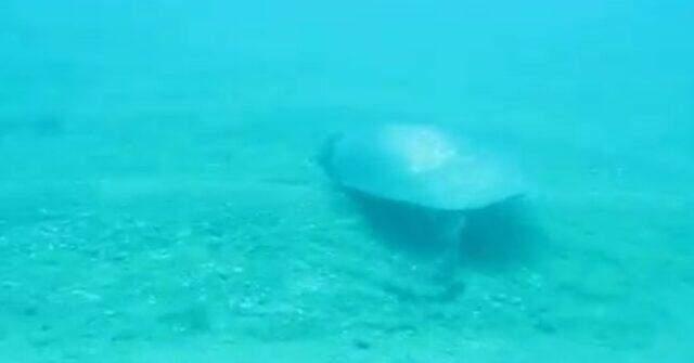 Tam 1,5 metre çapında ve 80 kilo! Nil Kaplumbağası kumların arasından zor çıkarıldı