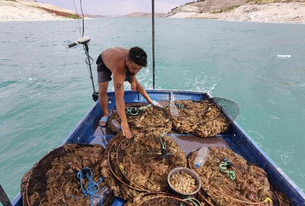 Keban Baraj Gölü'nde avladığı kerevitten ayda 100 bin lira kazanıyor
