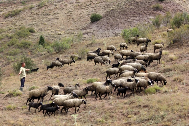 Üç dil bilen turizmci, yurt dışındaki kariyerini bırakıp çobanlığa başladı! Şimdi onlarca hayvanı var