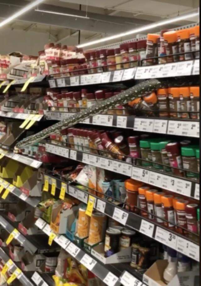 Alışveriş yaparken raftan 3 metrelik yılan çıktı! Süpermarket tahliye edildi Alışveriş yaparken raftan 3 metrelik yılan çıktı! Süpermarket tahliye edildi