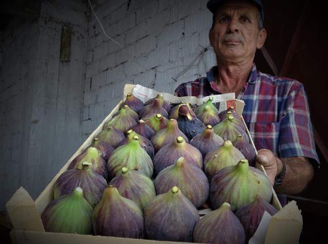 Türkiye'den tüm dünyaya ihraç ediliyor! Çok değerli olan siyah incirde bu yıl rekolte yarı yarıya azaldı