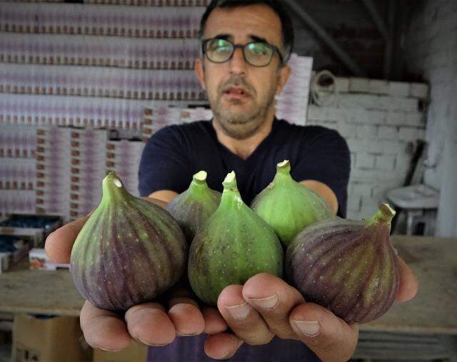 Türkiye'den tüm dünyaya ihraç ediliyor! Çok değerli olan siyah incirde bu yıl rekolte yarı yarıya azaldı
