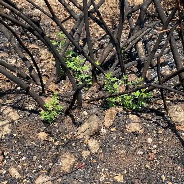 Doğa, inadına 'Ben varım' dedi! 50 bin hektardan fazla alanın yandığı Manavgat'tan çok güzel haber