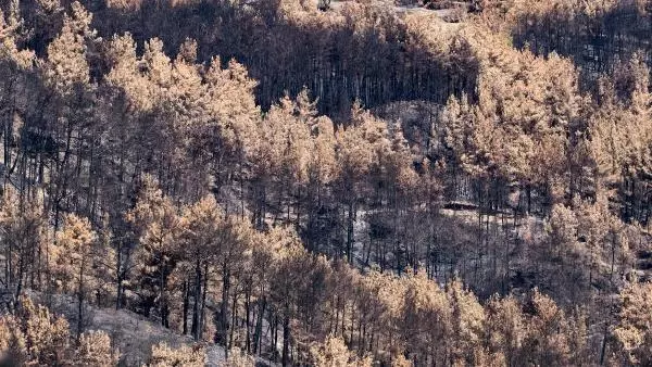 Doğa, inadına 'Ben varım' dedi! 50 bin hektardan fazla alanın yandığı Manavgat'tan çok güzel haber
