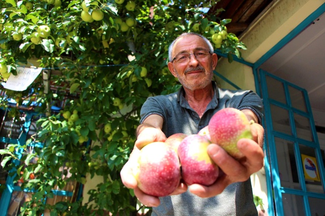 Görenler gözlerine inanamıyor! Bir ağaçta 6 çeşit elma yetiştirdi Görenler gözlerine inanamıyor! Bir ağaçta 6 çeşit elma yetiştirdi