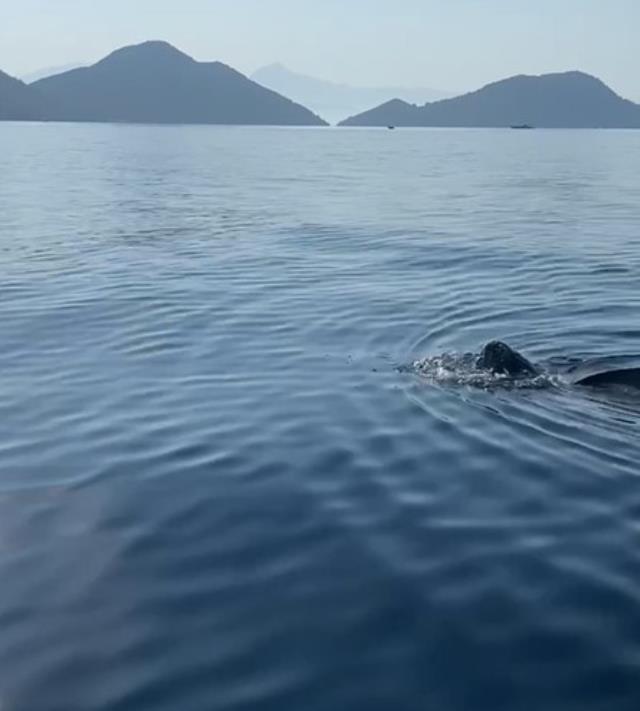 Okyanuslarda yaşayan deri sırtlı deniz kaplumbağası Türkiye'de ilk kez görüntülendi