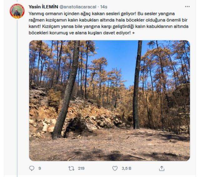 Yangın bölgesinden sevindiren görüntüler! Yanan ormanlar küllerinden doğuyor Yangın bölgesinden sevindiren görüntüler! Yanan ormanlar küllerinden doğuyor