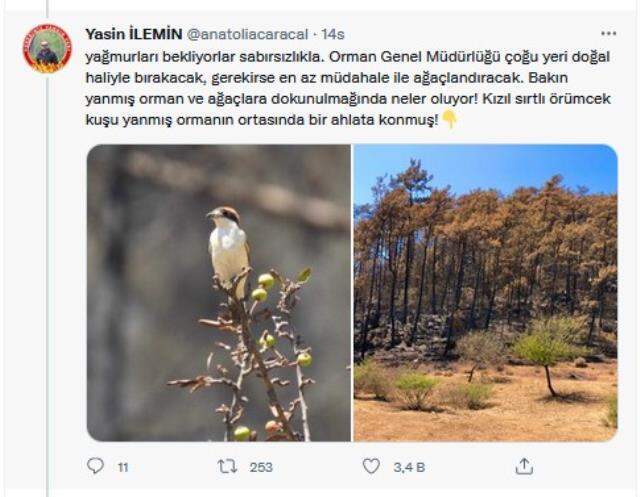 Yangın bölgesinden sevindiren görüntüler! Yanan ormanlar küllerinden doğuyor Yangın bölgesinden sevindiren görüntüler! Yanan ormanlar küllerinden doğuyor