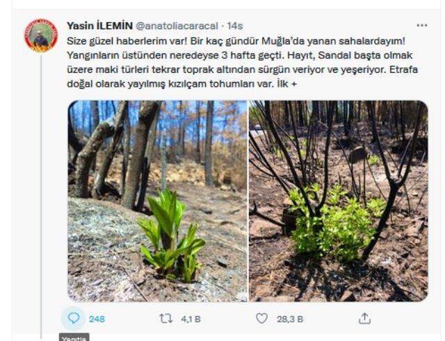 Yangın bölgesinden sevindiren görüntüler! Yanan ormanlar küllerinden doğuyor Yangın bölgesinden sevindiren görüntüler! Yanan ormanlar küllerinden doğuyor