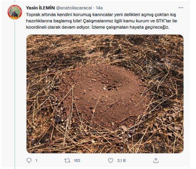 Yangın bölgesinden sevindiren görüntüler! Yanan ormanlar küllerinden doğuyor Yangın bölgesinden sevindiren görüntüler! Yanan ormanlar küllerinden doğuyor