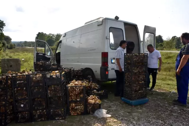Sinop ormanlarından fışkıran mantarlar köylünün gelir kaynağı oldu! Günlük 600 lira kazanan var