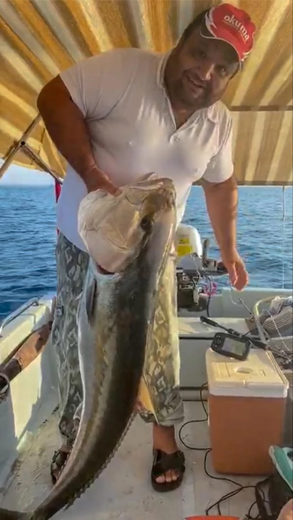 Amatör balıkçı, oltayla 30 kiloluk kuzu balığı yakaladı! Tekneye çıkarması yarım saat sürdü
