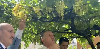 Bağcılar'da bağ bozumu