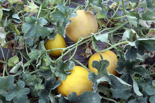 'Burada arpa bile yetişmez' denilmesine rağmen kurdukları bostanda tonlarca sebze meyve üretiyorlar