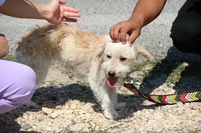 Yavru köpeği kafasından öpüp ölüme terk ettiler! 8 aylık hamile kadın, yeni ailesi oldu