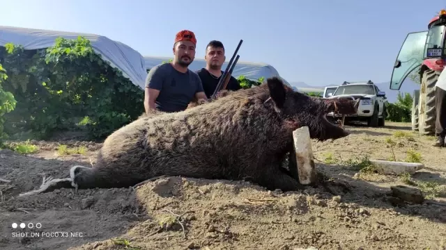 Köylünün kabusu haline gelen 300 kiloluk dev domuz, avcılar tarafından vuruldu
