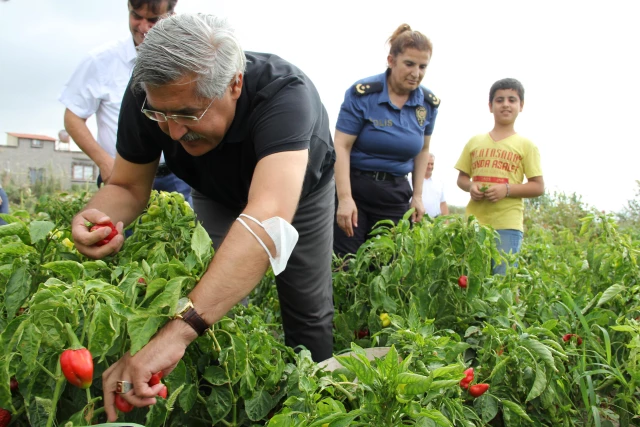 Hem lif deposu hem kilo verdiriyor! Meşhur Samandağ biberinin hasadı yapıldı