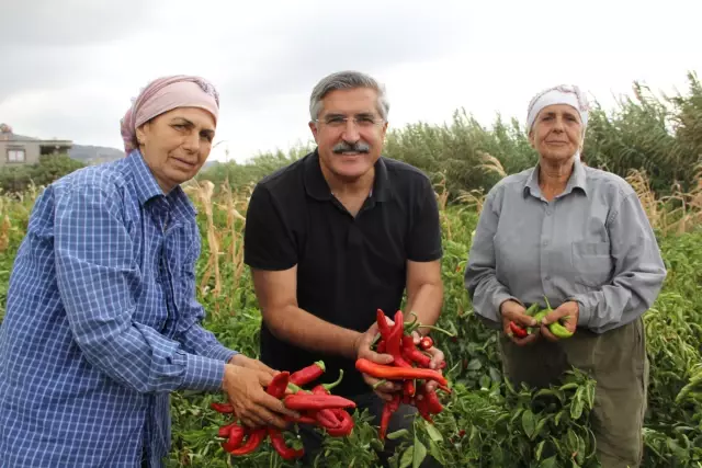 Hem lif deposu hem kilo verdiriyor! Meşhur Samandağ biberinin hasadı yapıldı