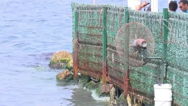 Çengelköy'de dereden gelen kötü koyuya karşı alınan vantilatörlü önlem işe yaramadı