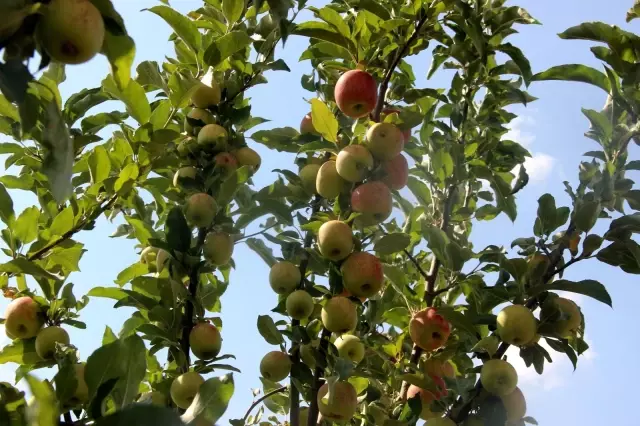 Merak üzerine dereden getirdiği elma fidanıyla şimdi 5 ton hasat yapıyor