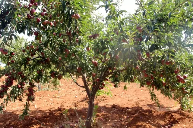 Merak üzerine dereden getirdiği elma fidanıyla şimdi 5 ton hasat yapıyor