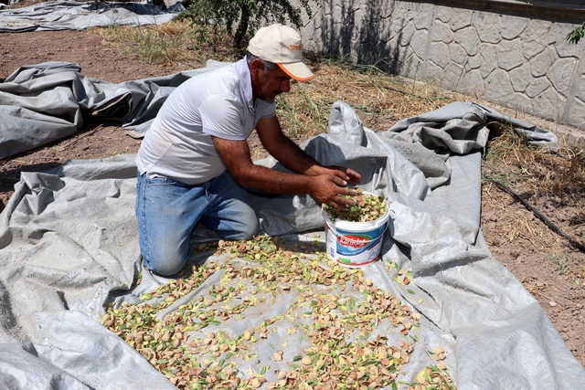 Tıp eğitimini bırakıp çiftçiliğe başladı! Kıraç araziye kurduğu badem bahçesiyle gelirini 4 kat artırdı Tıp eğitimini bırakıp çiftçiliğe başladı! Kıraç araziye kurduğu badem bahçesiyle gelirini 4 kat artırdı