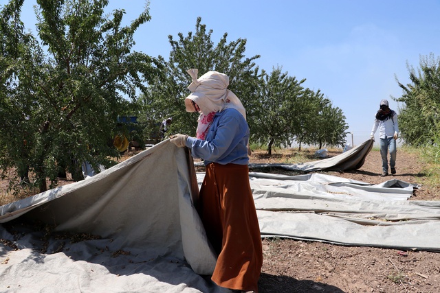 Tıp eğitimini bırakıp çiftçiliğe başladı! Kıraç araziye kurduğu badem bahçesiyle gelirini 4 kat artırdı Tıp eğitimini bırakıp çiftçiliğe başladı! Kıraç araziye kurduğu badem bahçesiyle gelirini 4 kat artırdı
