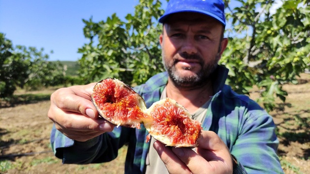 Dünyaca ünlü siyah incirin fiyatı 30 liradan 14 liraya düşünce çiftçi isyan etti Dünyaca ünlü siyah incirin fiyatı 30 liradan 14 liraya düşünce çiftçi isyan etti