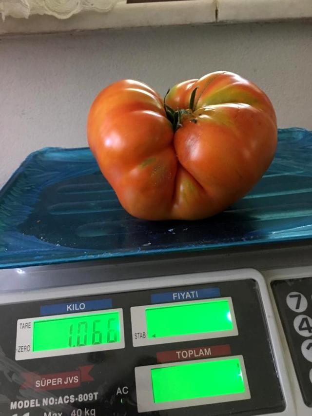 Üreticisinin yüzünü güldüren domates! Bir özelliği var ki, diğerlerinden kolayca ayırt ediliyor