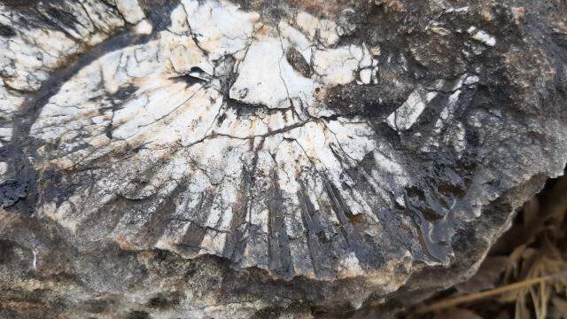 Adıyaman'da kaya parçası üzerinde en az 65 milyon yıllık deniz canlısı bulundu