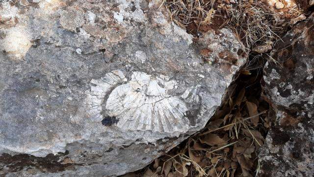 Adıyaman'da kaya parçası üzerinde en az 65 milyon yıllık deniz canlısı bulundu