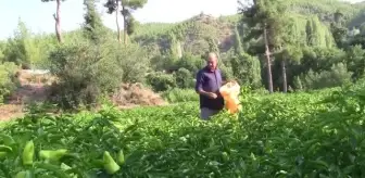 Tescilli Kale biberi, kalitesiyle yurt dışına açıldı