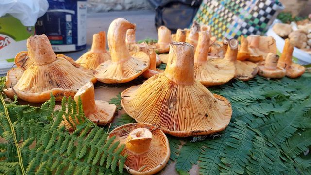 Kanlıca mantarı 50 TL'den pazardaki yerini aldı