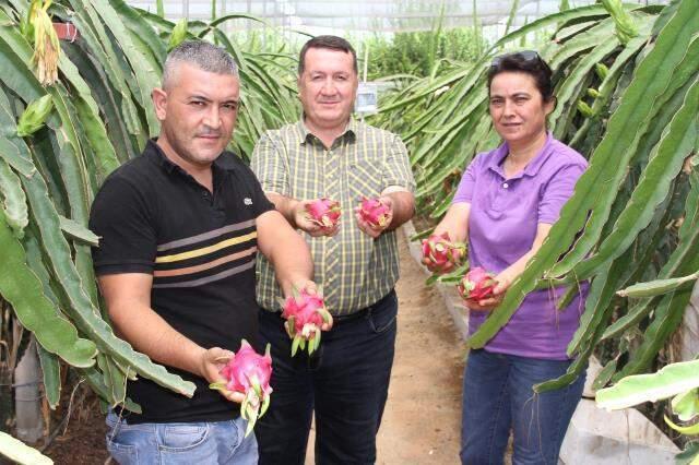 Mersin'de yetiştirilen ejder meyvesi, Amerikan askerlerine gönderiliyor