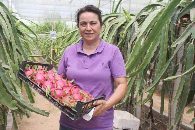 Mersin'de yetiştirilen ejder meyvesi, Amerikan askerlerine gönderiliyor