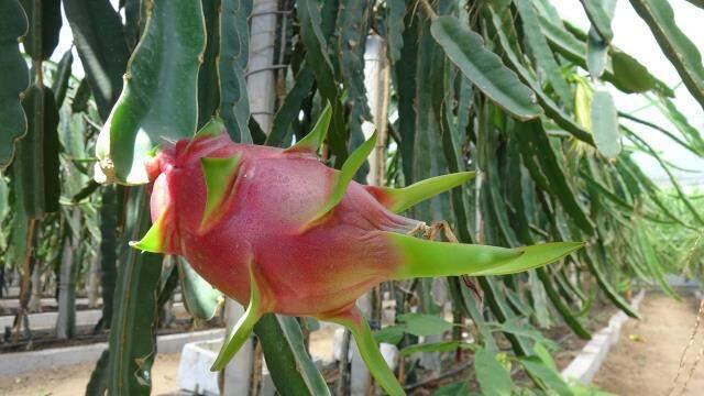 Mersin'de yetiştirilen ejder meyvesi, Amerikan askerlerine gönderiliyor