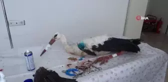 Ovada can çekişirken bulunan leylek koruma altına alındı