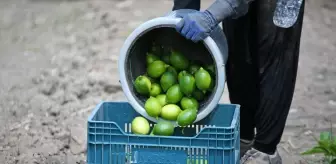 Hasadına başlanan limonda hedef 500 bin tondan fazla ihracat