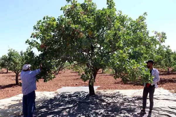 Antep fıstığı yok yılını yaşıyor! Tarlada 28, tezgahta 120 liradan satılıyor