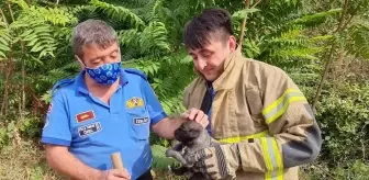 Son dakika... Mudanya'da kuyuya düşen köpek yavrusunu itfaiye kurtardı