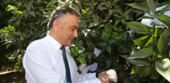 Adana'da turunçgil bahçelerine 30 bin faydalı böcek salındı