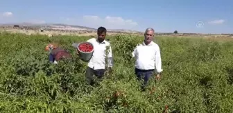 GAZİANTEP - Araban Ovası'nda kırmızı biber hasadı başladı