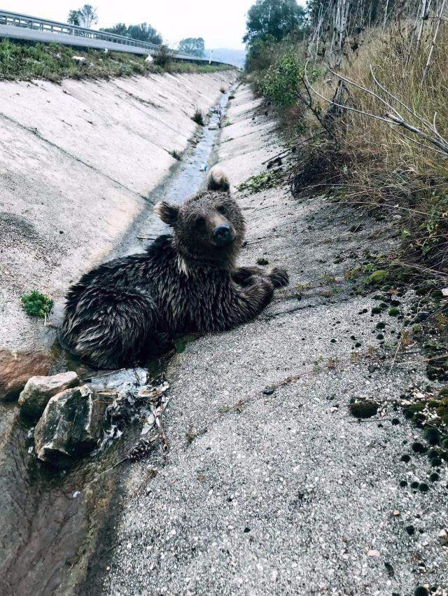 Görüntüsü yürek dağladı! Aracın çarpmasıyla yol kenarına savrulan yavru ayı öldü Görüntüsü yürek dağladı! Aracın çarpmasıyla yol kenarına savrulan yavru ayı öldü