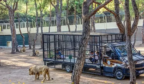 Antalya'da telli kamyonetle aslan safarisine tepki