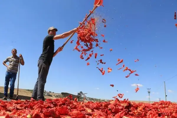 Şanlıurfa'da isot, 10 bin kişiye geçim kaynağı oldu