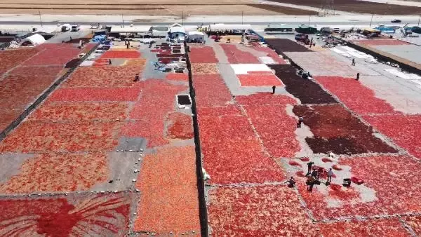 Şanlıurfa'da isot, 10 bin kişiye geçim kaynağı oldu