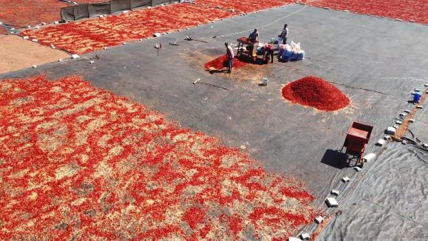 Şanlıurfa'da isot, 10 bin kişiye geçim kaynağı oldu