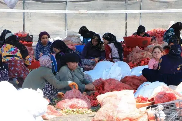 Şanlıurfa'da isot, 10 bin kişiye geçim kaynağı oldu