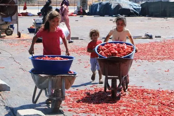 Şanlıurfa'da isot, 10 bin kişiye geçim kaynağı oldu