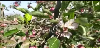 Aylar sonra gelen yağışla şaşıran elma ağacı hasat zamanı çiçek açtı